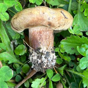 Poison Paxillus