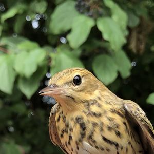 Tree Pipit
