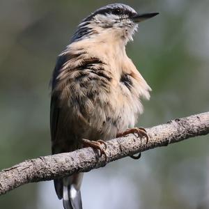 Wood Nuthatch