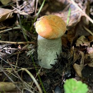 Orange Birch Bolete