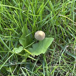 Unknown Species