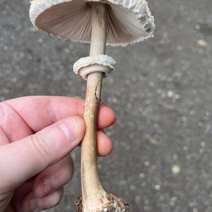 Parasol Mushroom