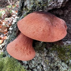 Beefsteak Polypore