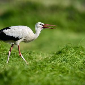 White Stork