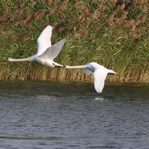 Höckerschwan