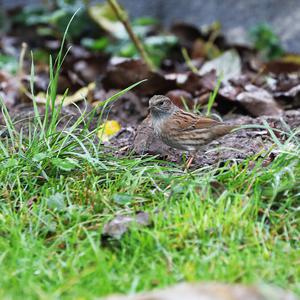 Hedge Accentor