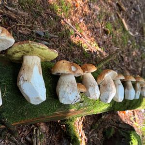 Steinpilz
