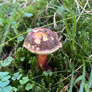 Red-cracked Bolete