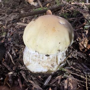 King Bolete