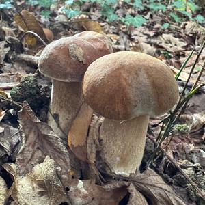 Summer Bolete