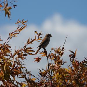 Red-backed Shrike