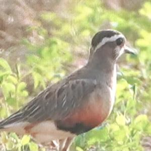 Eurasian Dotterel