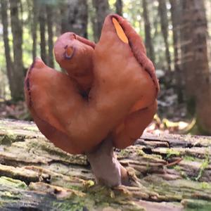 Weißliche Lorchel