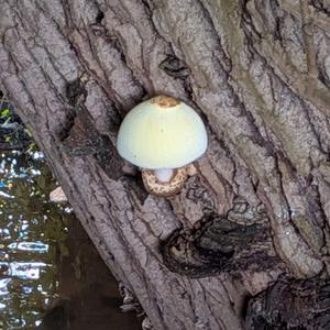 Unknown Species