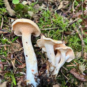 Hedgehog Fungus, Common