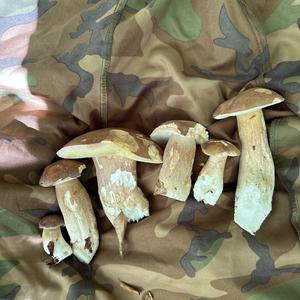 Steinpilz