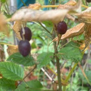 Unknown Species