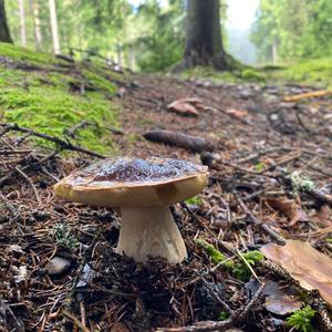 Steinpilz