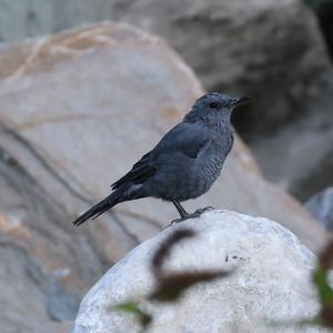 Blaumerle