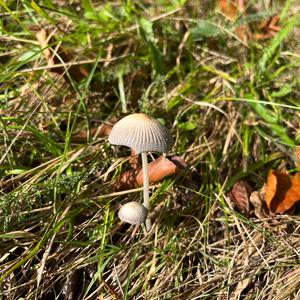 Unknown Species