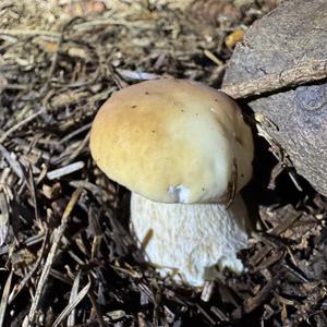 Steinpilz