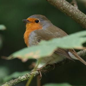 Rotkehlchen