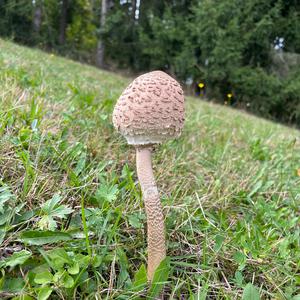 Parasol Mushroom
