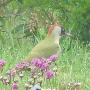 Eurasian Green Woodpecker