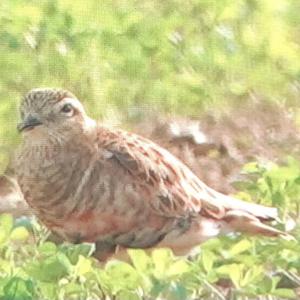 Eurasian Dotterel