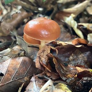 Oak-loving Collybia