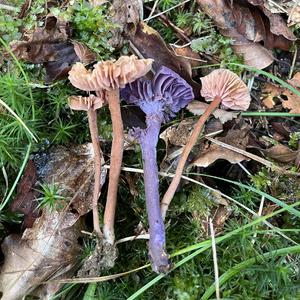 Unknown Species