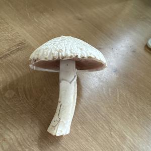 Weißer Giftchampignon