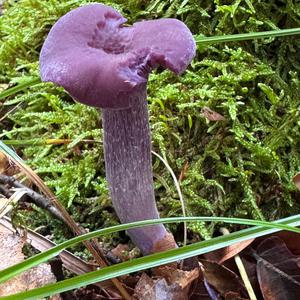 Unknown Species
