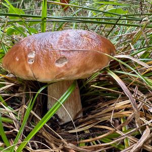 King Bolete