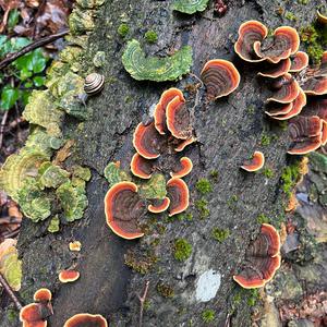 Unknown Species