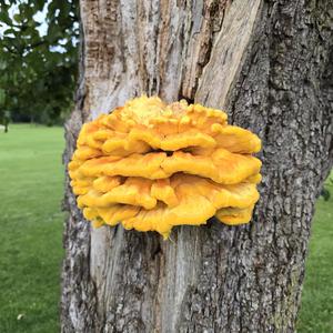 Unknown Species