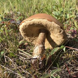 Unknown Species