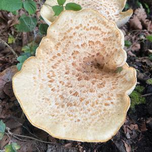 Unknown Species