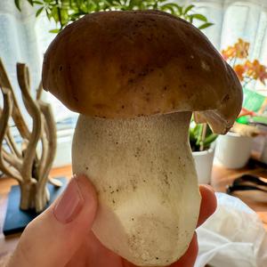 King Bolete