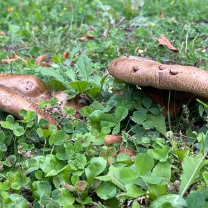 Poison Paxillus