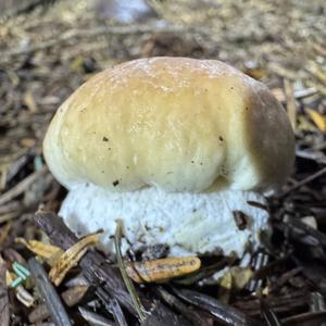King Bolete