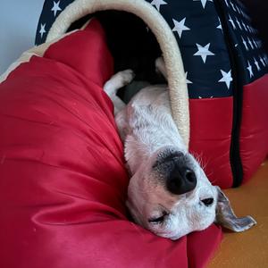 Jack Russell Terrier