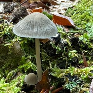Unknown Species