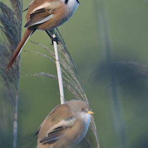 Bearded Parrotbill