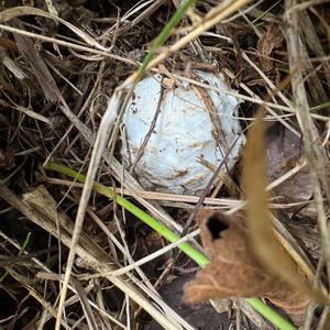 Caesar´s Mushroom