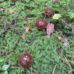 Bay Bolete