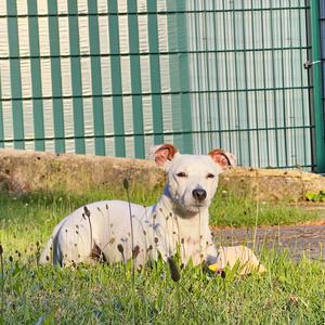 Jack Russell Terrier