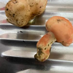Unknown Species