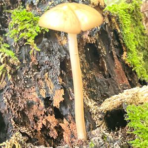 Unknown Species
