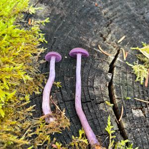 Amethyst Deceiver